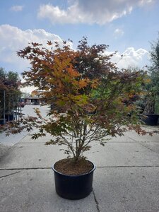 Acer pal. 'Atropurpureum' 160-180 cm cont. 90L solitair