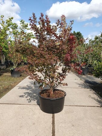 Acer pal. 'Atropurpureum' 160-180 cm cont. 90L solitair - afbeelding 3