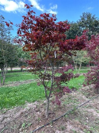 Acer pal. 'Atropurpureum' 250-300 cm draadkluit solitair 2-3 tak - afbeelding 4