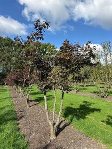 Acer pal. 'Atropurpureum' 300-350 cm draadkluit solitair - afbeelding 3