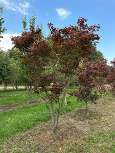 Acer pal. 'Atropurpureum' 300-350 cm draadkluit solitair - afbeelding 4
