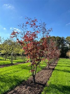Acer pal. 'Atropurpureum' 300-350 cm draadkluit solitair - afbeelding 5