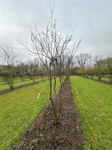 Acer pal. 'Atropurpureum' 300-350 cm draadkluit solitair