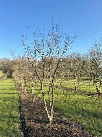 Acer pal. 'Atropurpureum' 300-350 cm draadkluit solitair - afbeelding 6