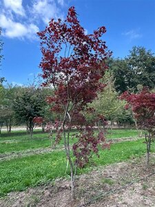 Acer pal. 'Atropurpureum' 300-350 cm draadkluit solitair - afbeelding 7