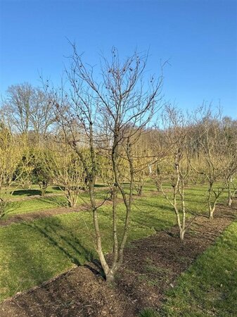 Acer pal. 'Atropurpureum' 300-350 cm draadkluit solitair - afbeelding 8