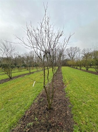 Acer pal. 'Atropurpureum' 300-350 cm WRB single - image 1