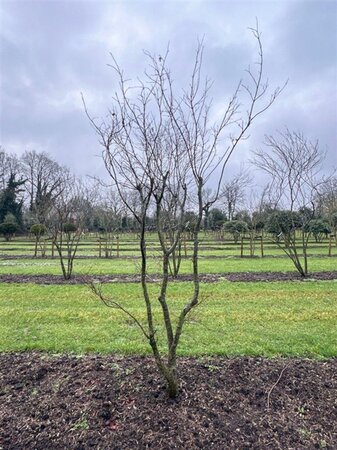 Acer pal. 'Atropurpureum' 300-350 cm WRB single - image 2