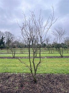 Acer pal. 'Atropurpureum' 300-350 cm WRB single - image 2