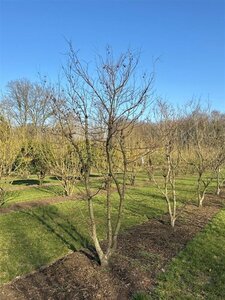 Acer pal. 'Atropurpureum' 300-350 cm WRB single - image 8