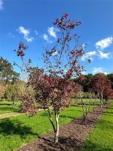Acer pal. 'Atropurpureum' 400-450 cm draadkluit solitair 3 stam - afbeelding 2