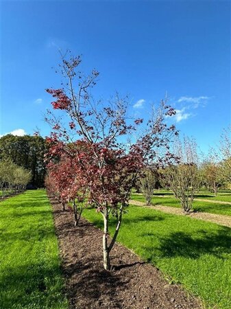 Acer pal. 'Atropurpureum' 400-450 cm WRB single 3 stem - image 1