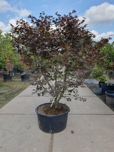 Acer pal. 'Bloodgood' 160-180 cm cont. 90L solitair - afbeelding 2