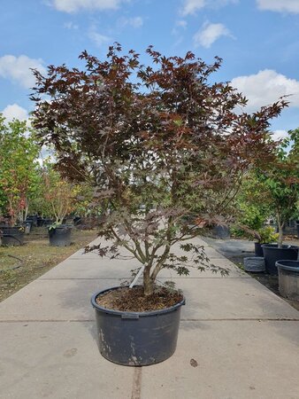 Acer pal. 'Bloodgood' 160-180 cm cont. 90L solitair - afbeelding 1