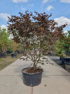 Acer pal. 'Bloodgood' 160-180 cm cont. 90L solitair