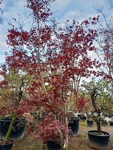 Acer pal. 'Bloodgood' 450-500 cm container solitair