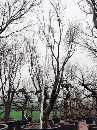 Acer pal. 'Bloodgood' 450-500 cm container solitair - afbeelding 11