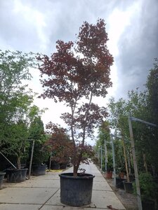 Acer pal. 'Bloodgood' 450-500 cm container solitair - afbeelding 10