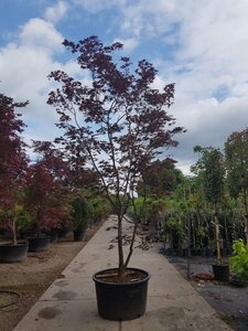 Acer pal. 'Bloodgood' 450-500 cm container solitair - afbeelding 9