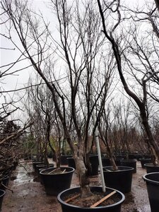 Acer pal. 'Bloodgood' 450-500 cm container solitair - afbeelding 7