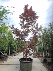 Acer pal. 'Bloodgood' 450-500 cm container solitair - afbeelding 5