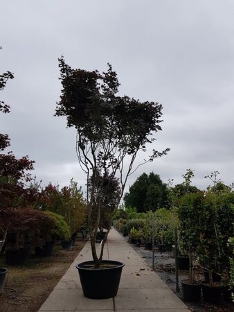Acer pal. 'Bloodgood' 450-500 cm container solitair - afbeelding 4