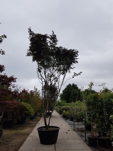 Acer pal. 'Bloodgood' 450-500 cm container solitair - afbeelding 4