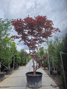 Acer pal. 'Bloodgood' 450-500 cm container solitair - afbeelding 3