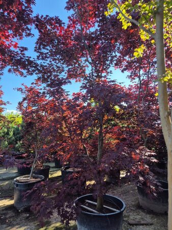 Acer pal. 'Bloodgood' 450-500 cm container solitair - afbeelding 2