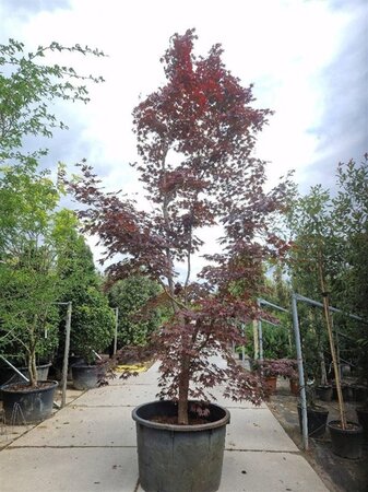 Acer pal. 'Bloodgood' 450-500 cm container solitair - afbeelding 12