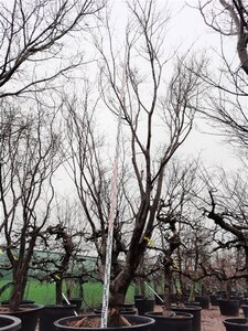 Acer pal. 'Bloodgood' 450-500 cm container single - image 11