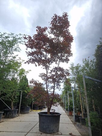Acer pal. 'Bloodgood' 450-500 cm container single - image 10