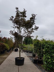 Acer pal. 'Bloodgood' 450-500 cm container single - image 8