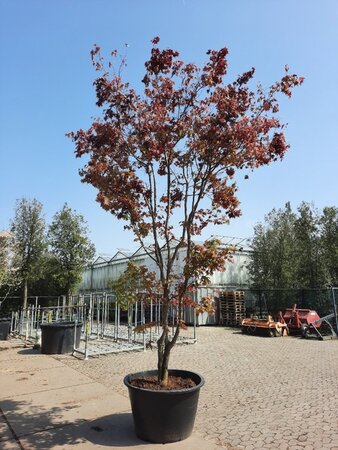 Acer pal. 'Bloodgood' 450-500 cm container single - image 6