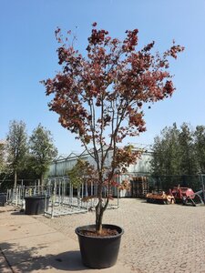 Acer pal. 'Bloodgood' 450-500 cm container single - image 6