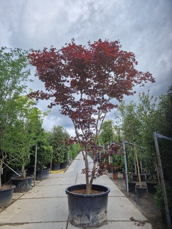 Acer pal. 'Bloodgood' 450-500 cm container single - image 3