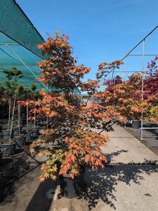 Acer pal. Brown Sugar 125-150 cm cont. 30L solitair