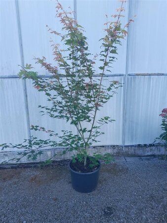 Acer pal. Brown Sugar 150-175 cm cont. 35L solitair