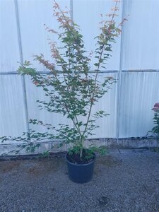 Acer pal. Brown Sugar 150-175 cm cont. 35L solitair