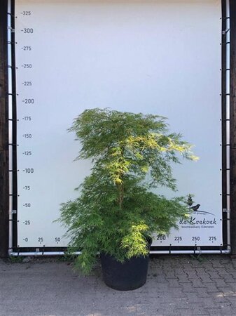 Acer pal. 'Dissectum' 150-175 cm container solitair