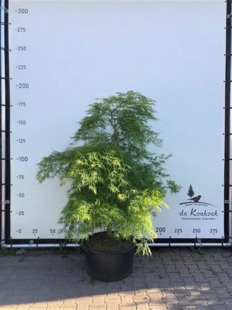 Acer pal. 'Dissectum' 175-200 cm container solitair