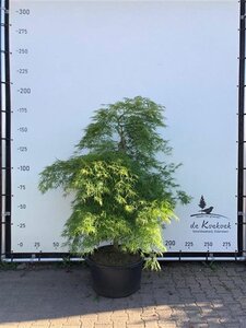 Acer pal. 'Dissectum' 175-200 cm container solitair