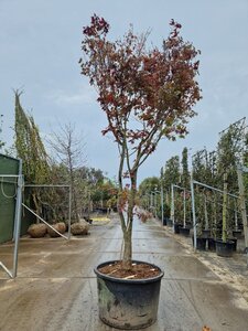 Acer pal. 'Fireglow' 300-350 cm container solitair - afbeelding 10
