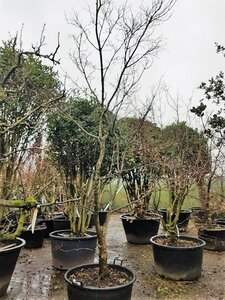 Acer pal. 'Fireglow' 300-350 cm container solitair - afbeelding 8