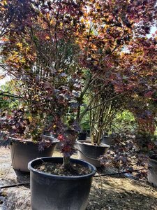Acer pal. 'Fireglow' 300-350 cm container solitair - afbeelding 5