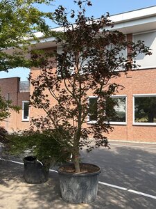 Acer pal. 'Fireglow' 300-350 cm container solitair - afbeelding 4