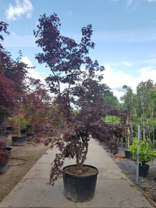 Acer pal. 'Fireglow' 300-350 cm container single