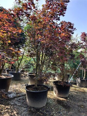 Acer pal. 'Fireglow' 300-350 cm container single - image 12