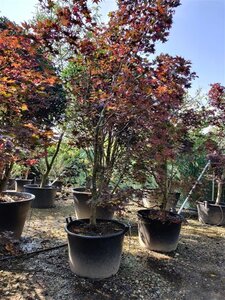 Acer pal. 'Fireglow' 300-350 cm container single - image 12