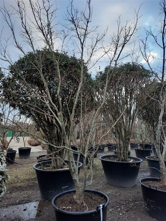 Acer pal. 'Fireglow' 300-350 cm container single - image 11